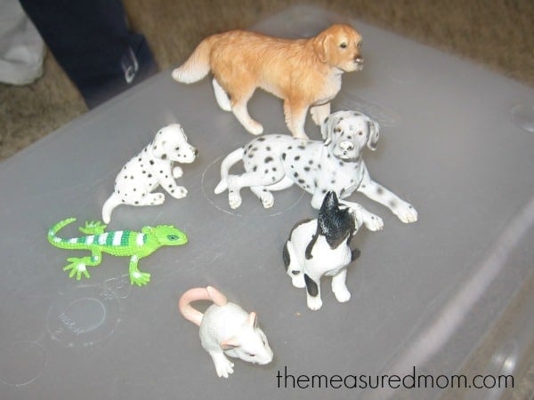 animal math3